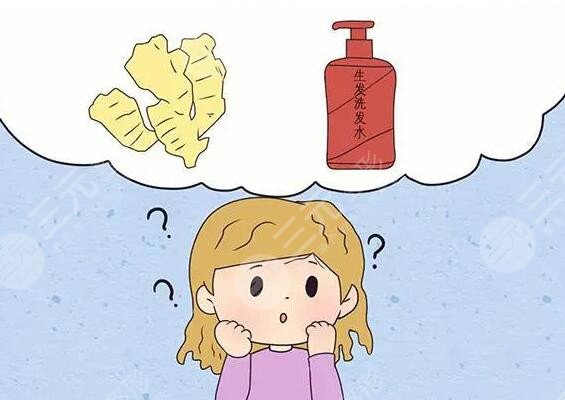 生姜擦頭皮真的能生發(fā)嗎？需要多久能生出來？注意！操作不當會有反果！