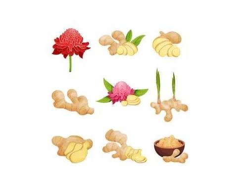 生姜緩解脫發(fā)怎么用?緩解原理