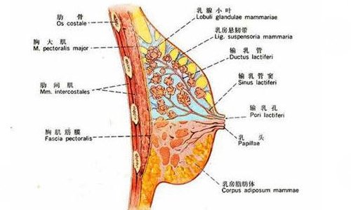 乳房懸吊術有危險嗎？