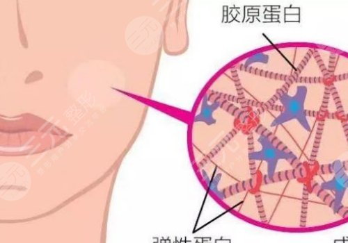 雙美膠原蛋白有幾種型號？