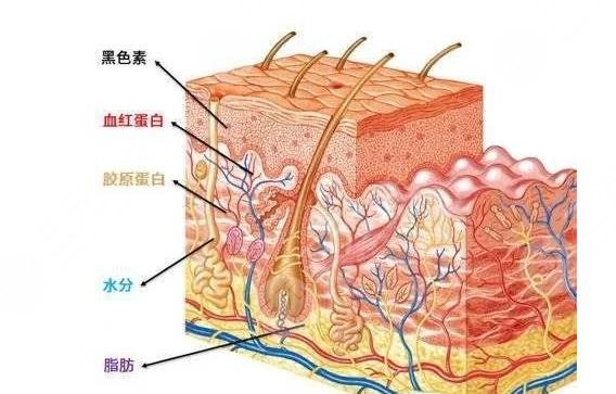 龍崗中心醫(yī)院整形外科擅長(zhǎng)科普知識(shí)