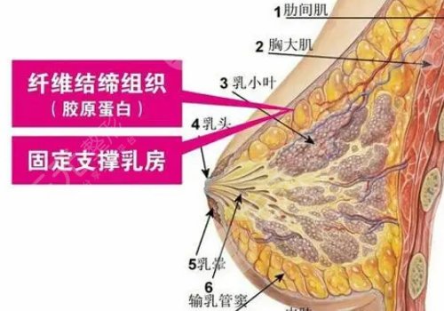現(xiàn)在隆胸都有哪些手術